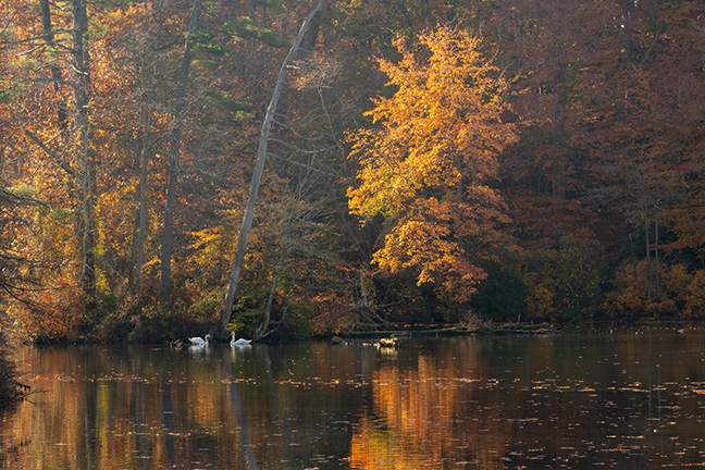 Swans & fall foliage, Long Island