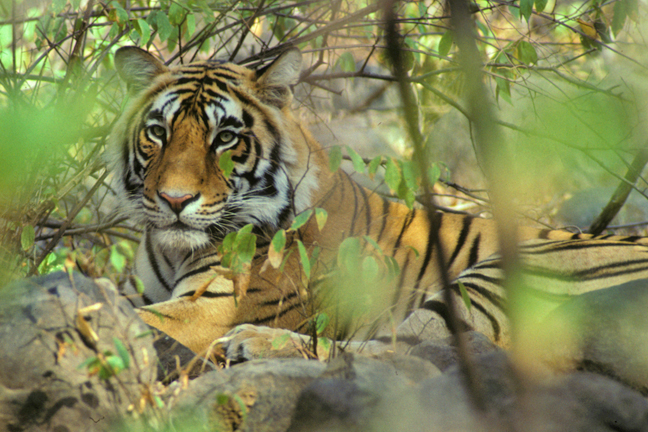 Female Tiger, Ranthanbore, India