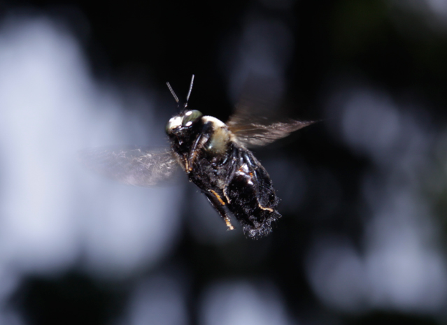 Carpenter Bee in Flight