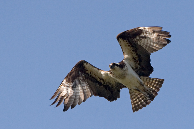 Osprey in flight, Maine