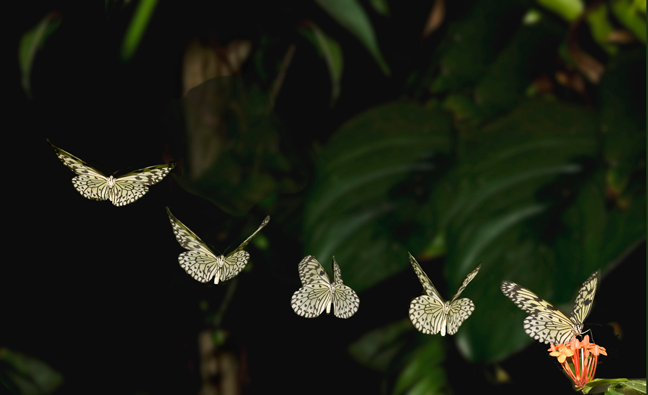 Paper Kite Wing Butterfly, Amazon, Peru