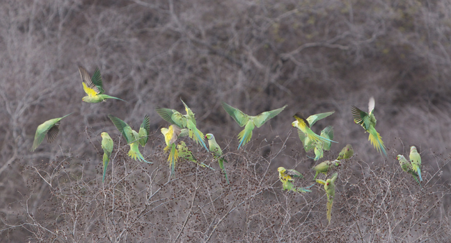 Rose-Ringed Parakeets, Rathambore National Park, India