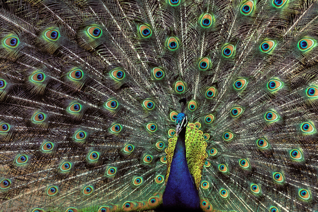 Peacock, Sariska, India
