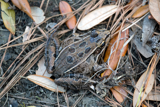 Southern leopard frog camouflage, South Carolina