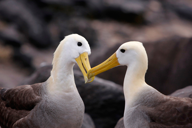 Waved albatross courtship, Galapagos, Ecuador