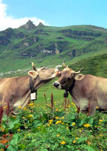 Kissing cows, Switzerland