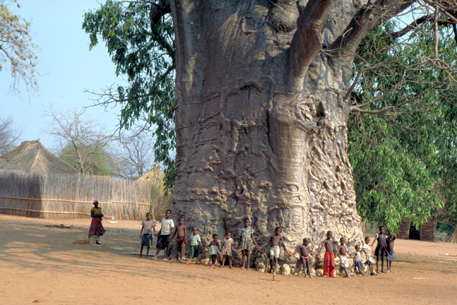 Baobab tree and children, Africa