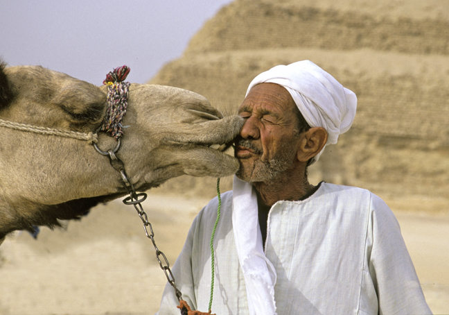 Camel kisser, Saqqara Pyramid, Egypt