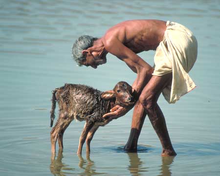 Ritual calf washing, India