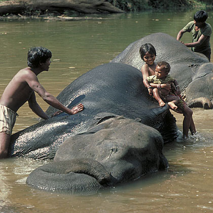 Elephants being bathed, Sariska, India