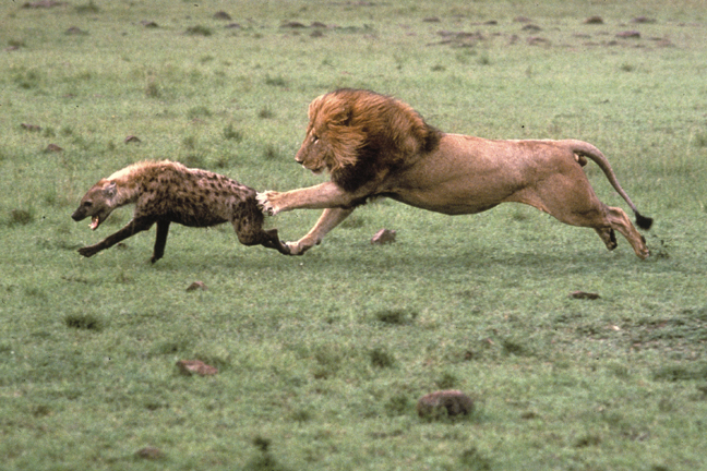http://michaelfairchild.com/safari/images/Lion-Chases-Hyena.jpg